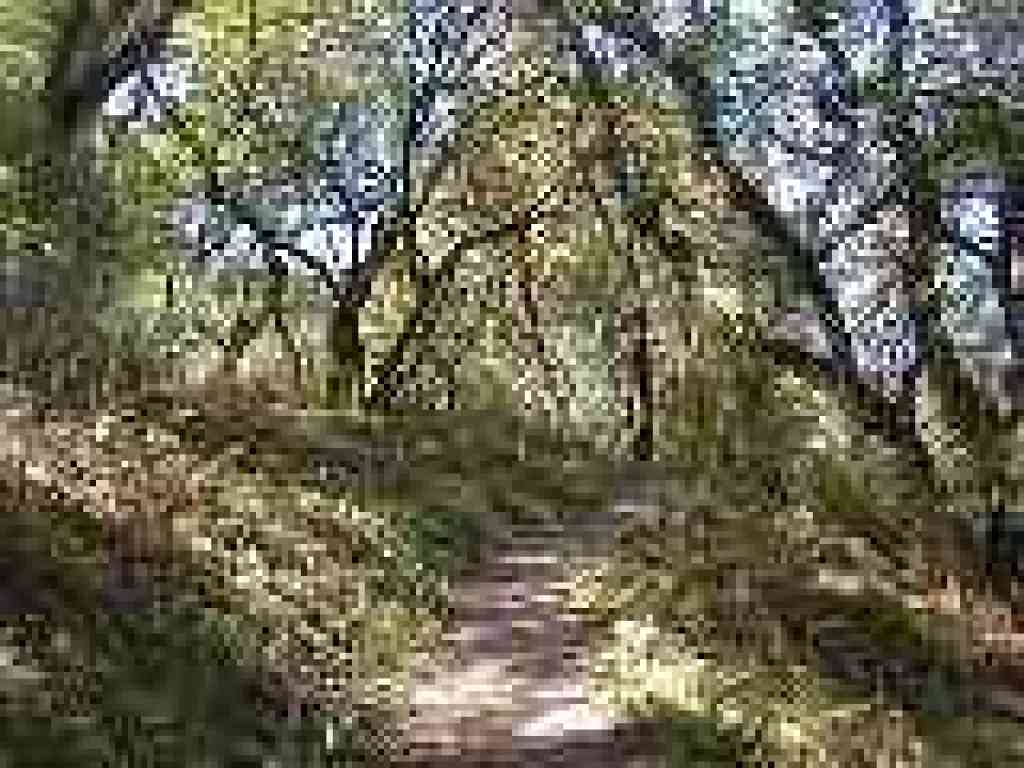 Madrones on the sides of the trail