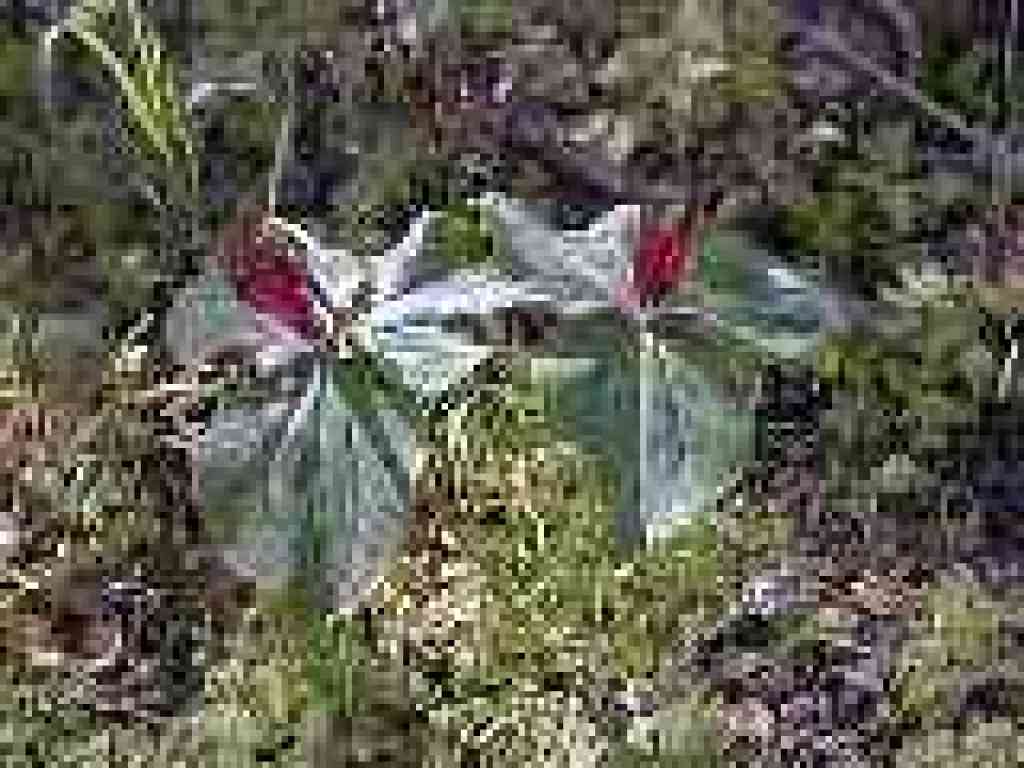 Trillium