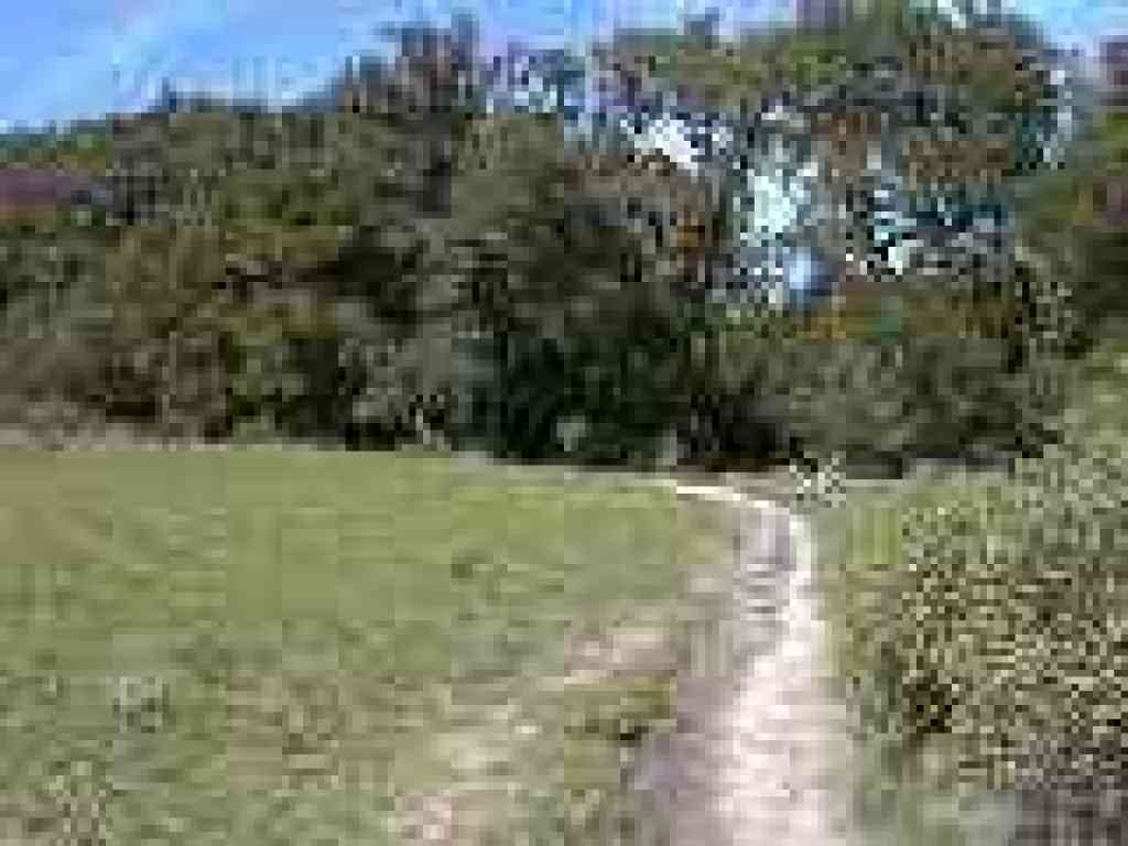 Edging across the bottom of the meadow