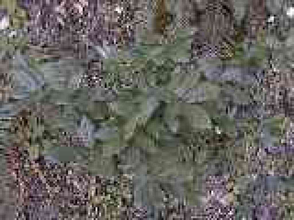 Tanoak