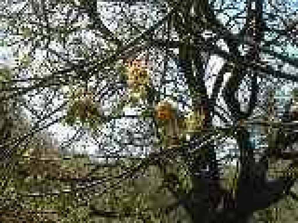 New maple leaves