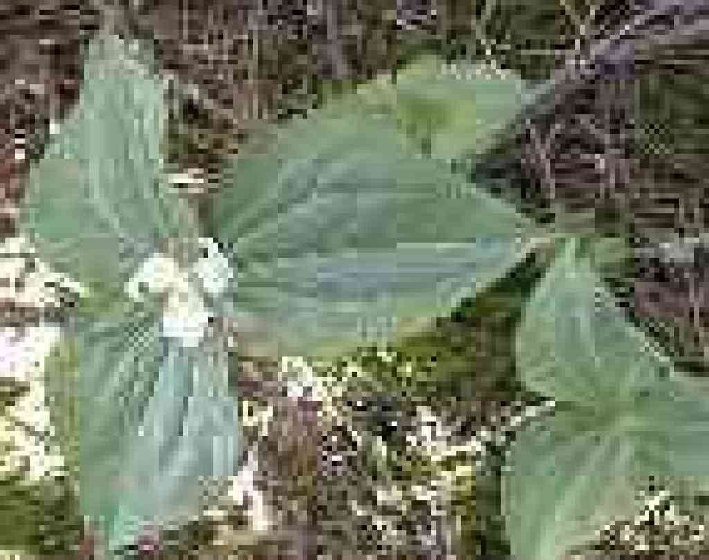 Trillium