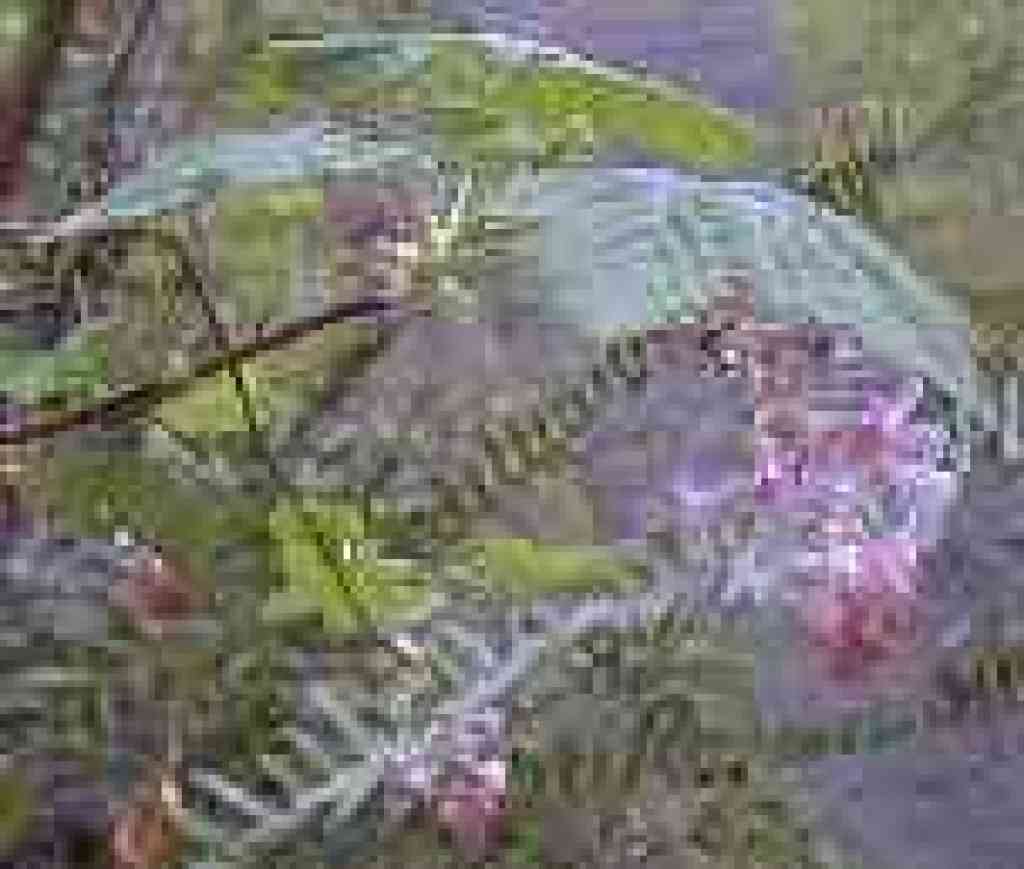 Currant