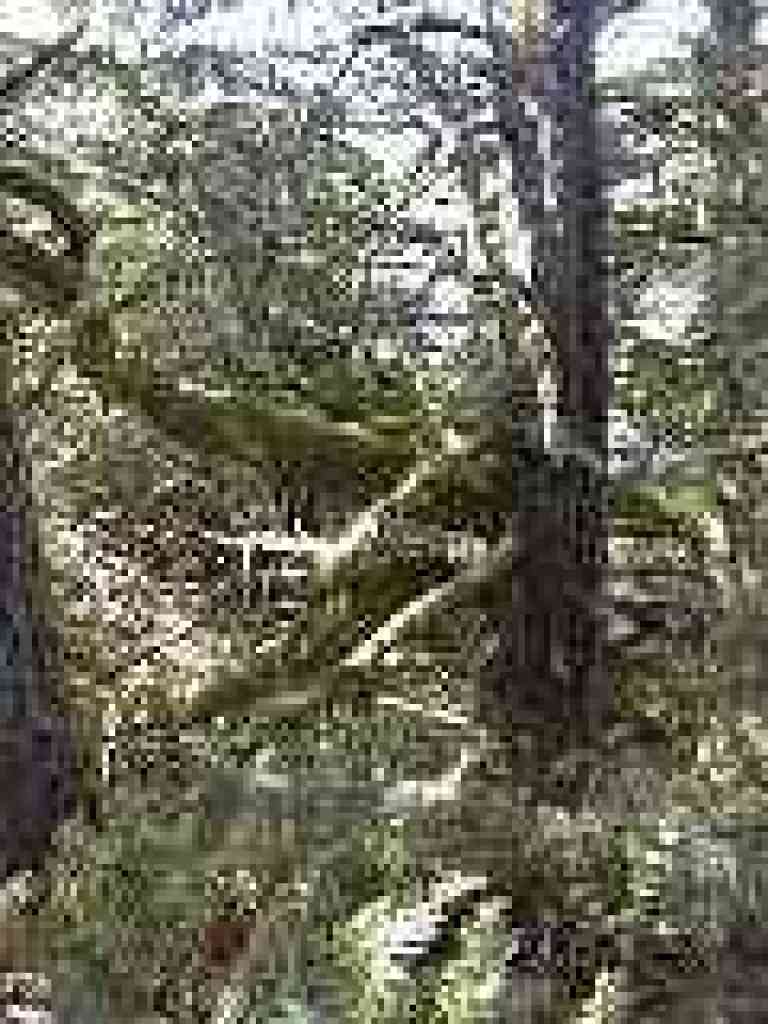 Douglas fir