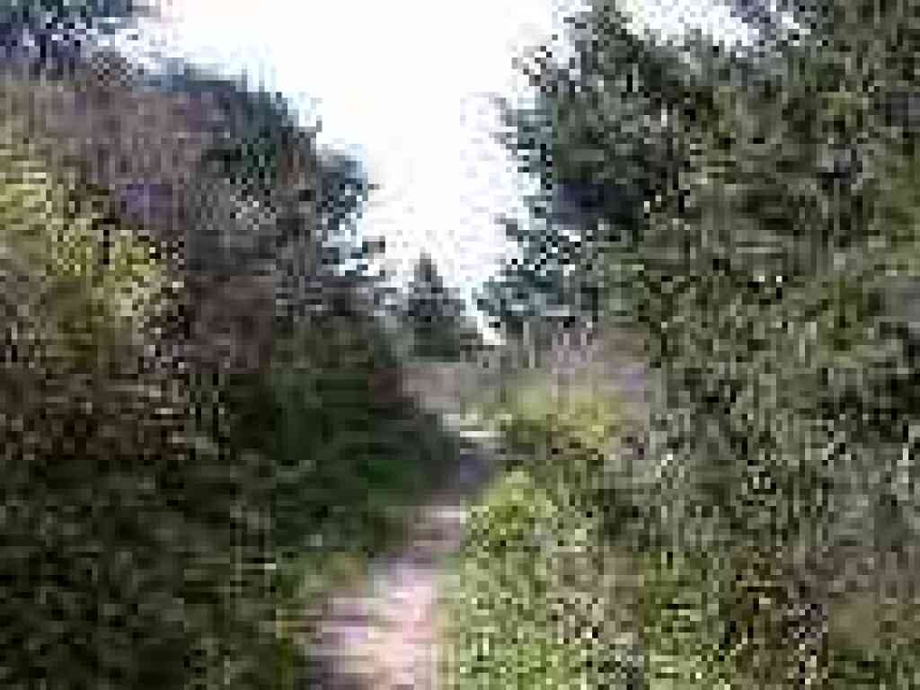 Lost Trail