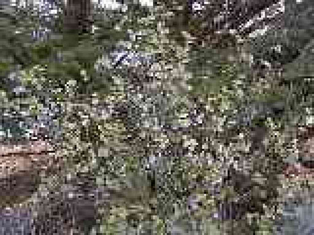 Currant