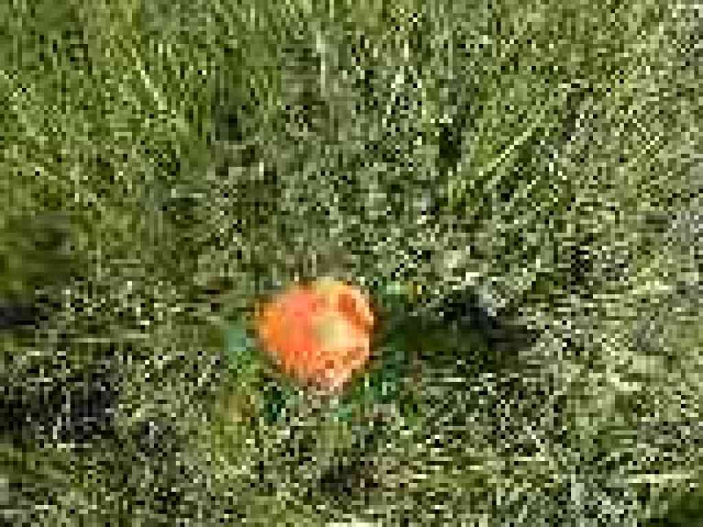 Poppy