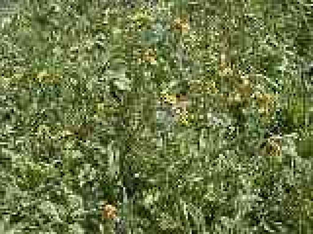 Fiddlenecks
