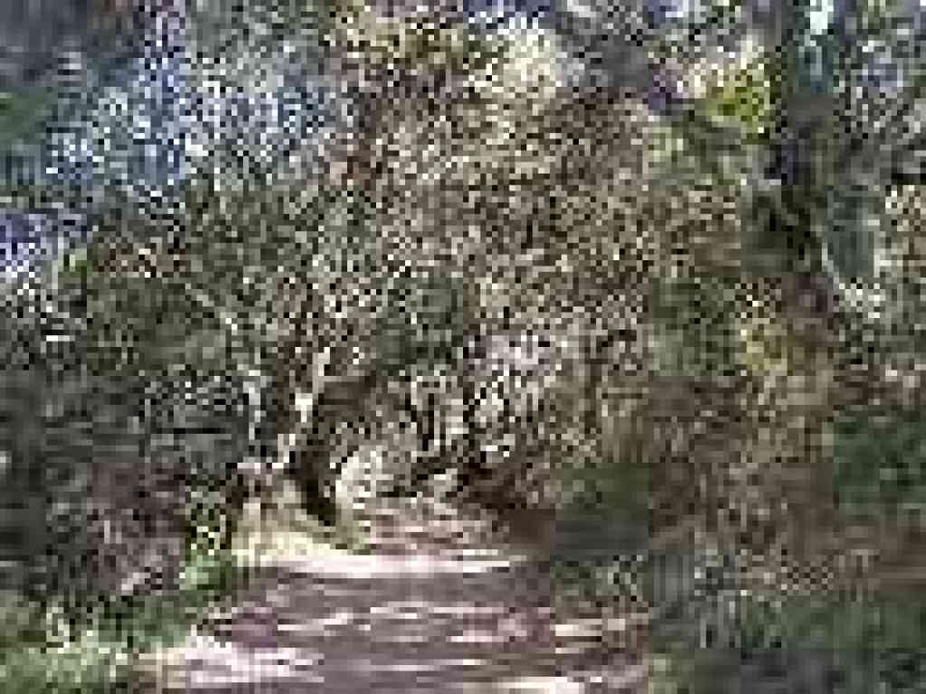 Under oaks