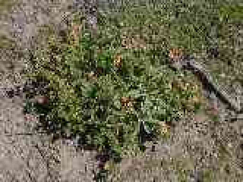 Scarlet pimpernel