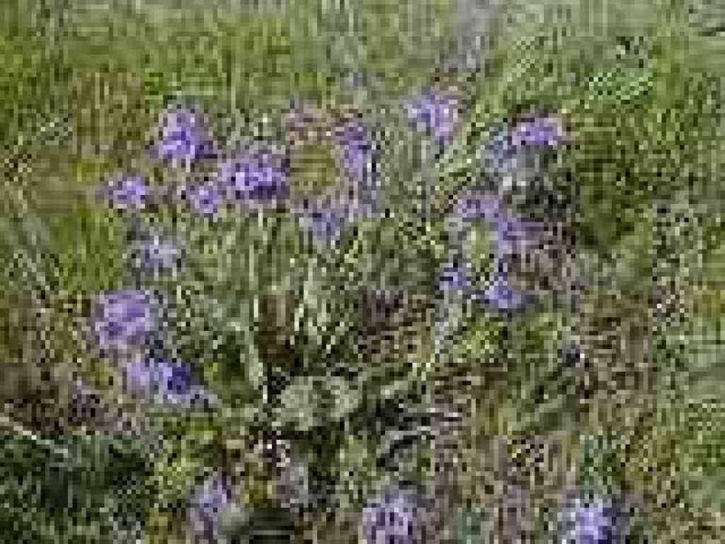 Blue-eyed grass