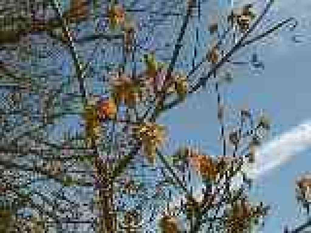 Maple