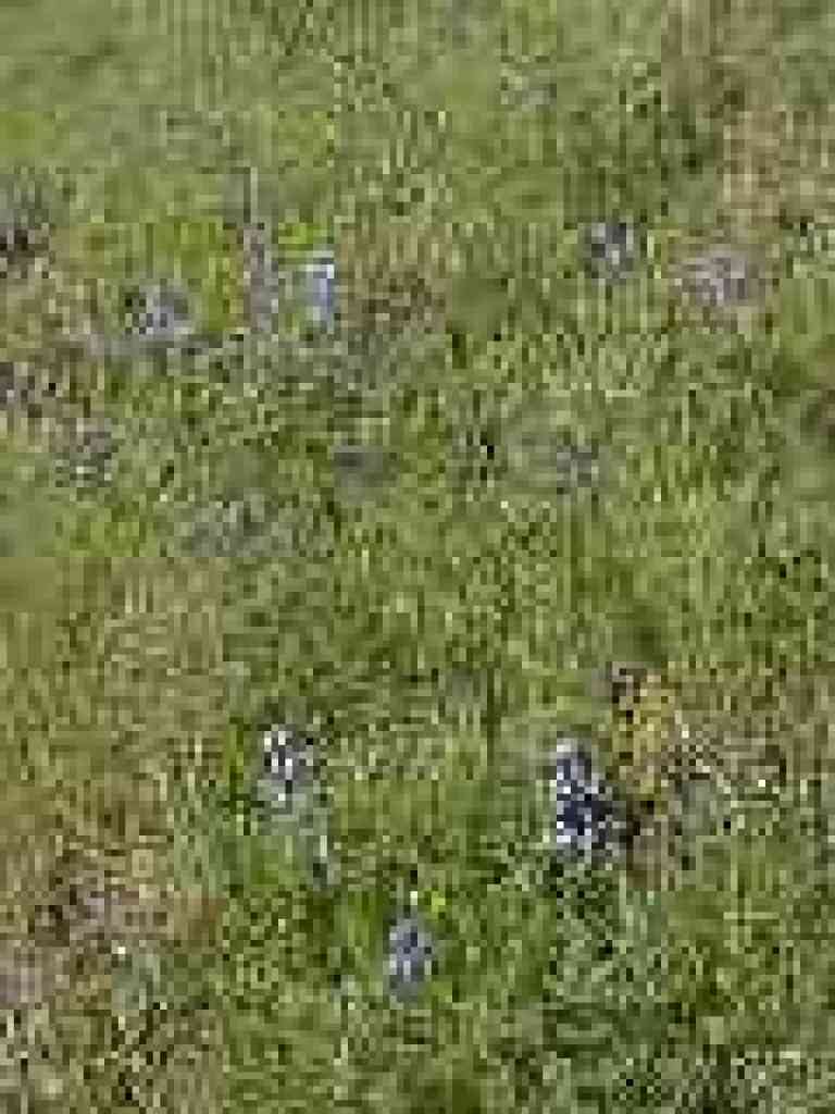 Lupines