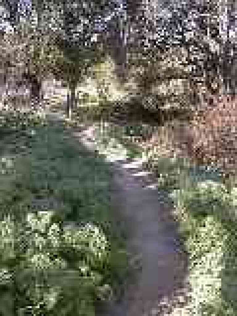 Poison hemlock lines the trail