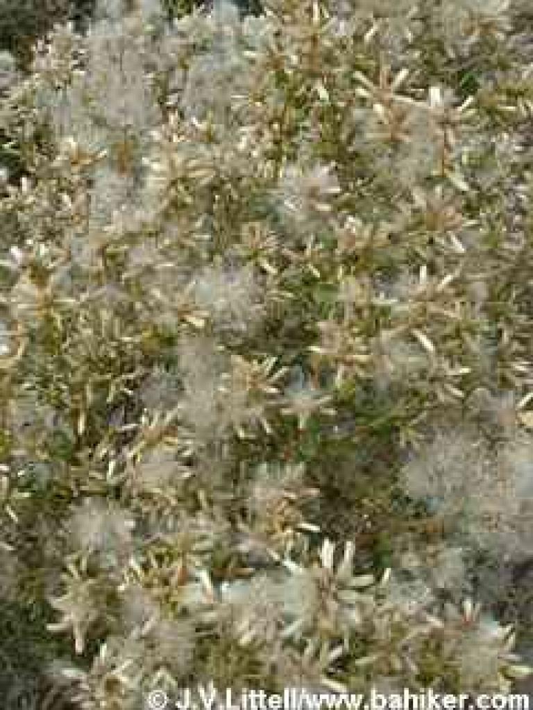 Coyote brush, winter, Windy Hill OSP