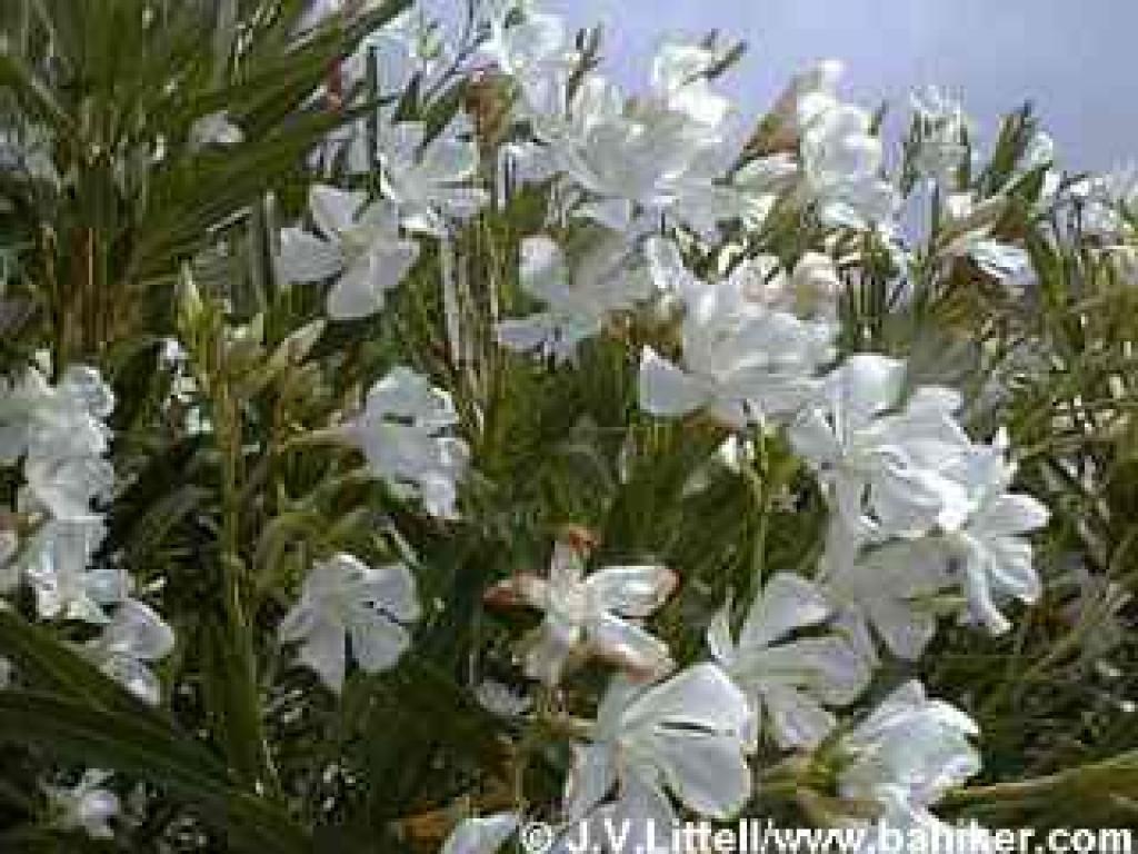 Oleander