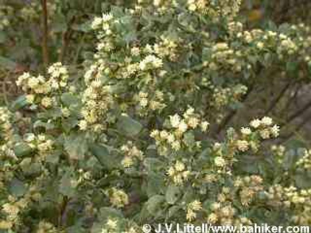 Coyote brush photo