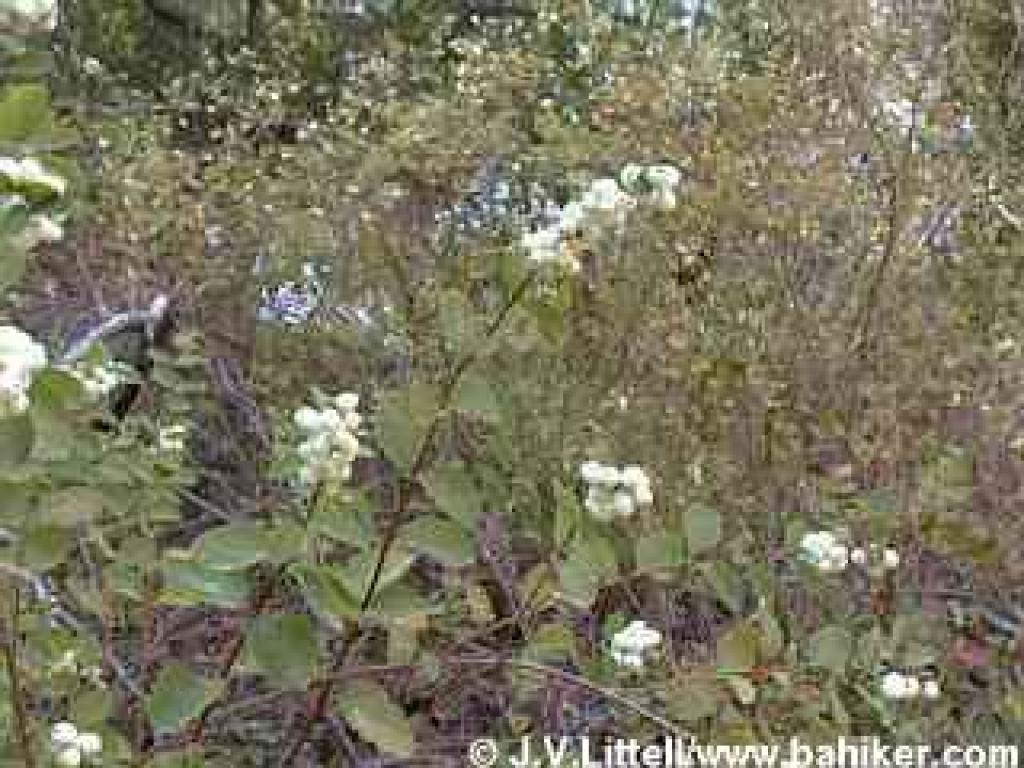 Common Snowberry