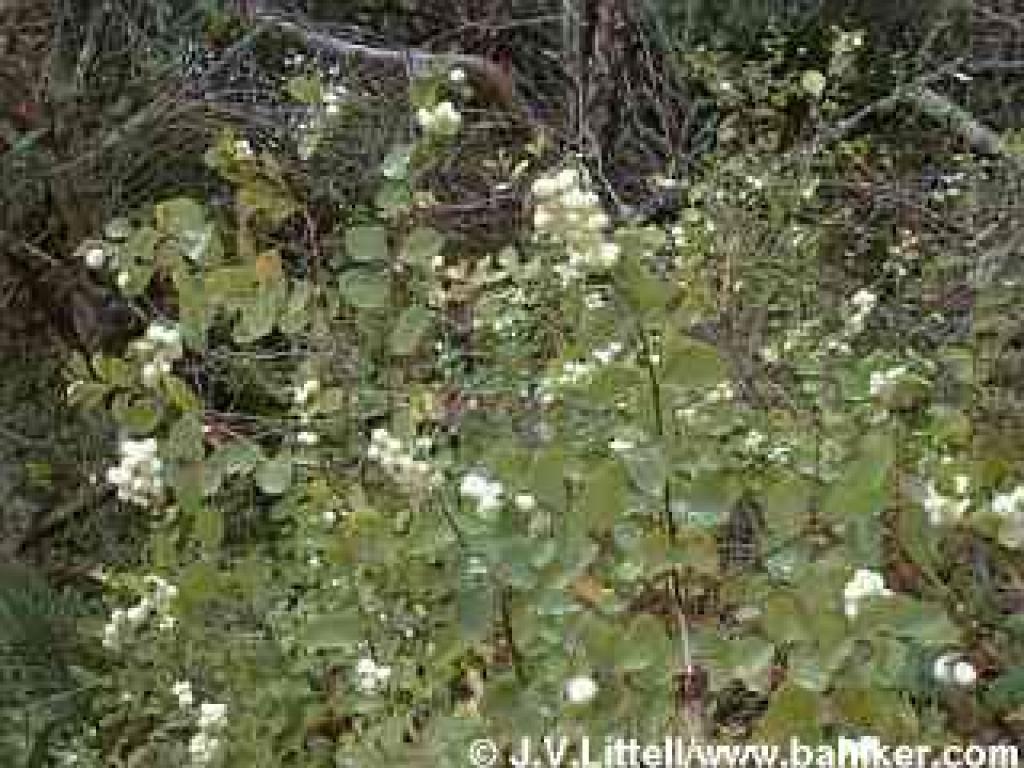 Snowberries in autumn