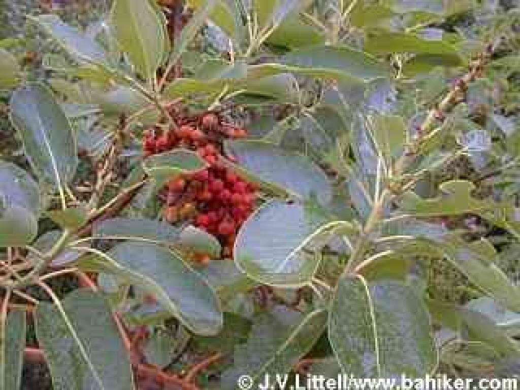 Madrone photo