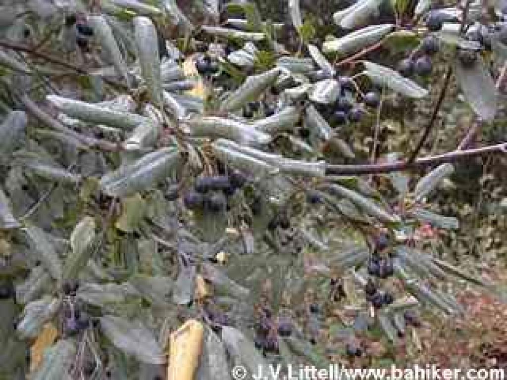 Leaves curl to conserve moisture