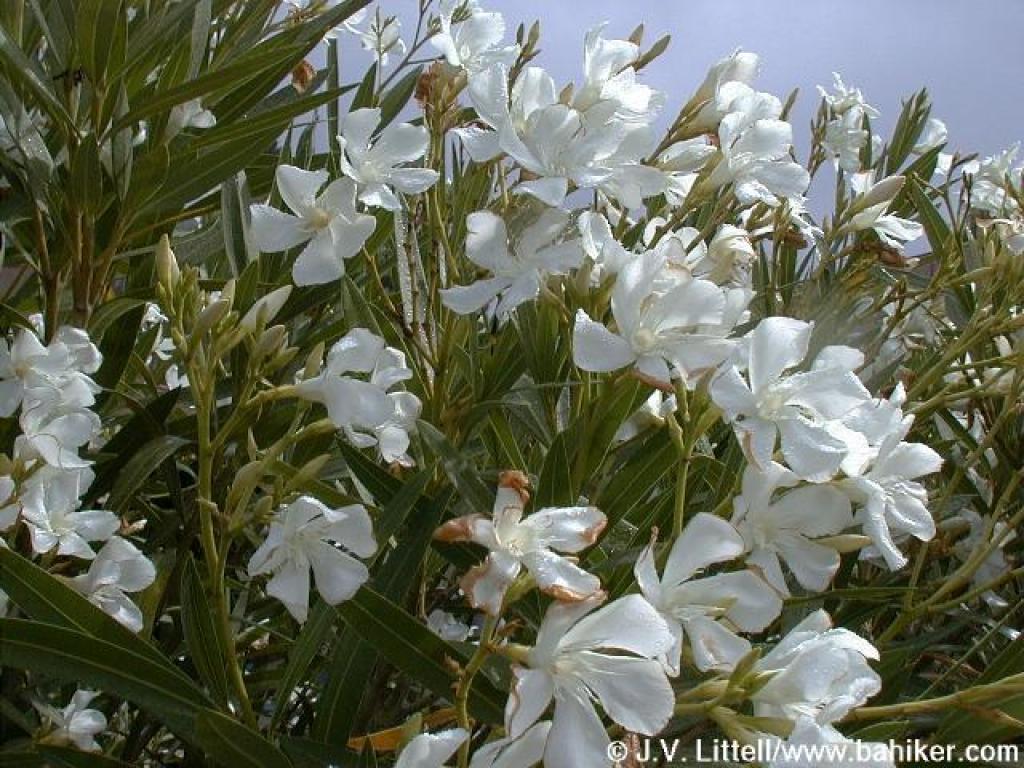 oleander