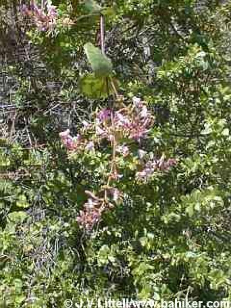 Honeysuckle