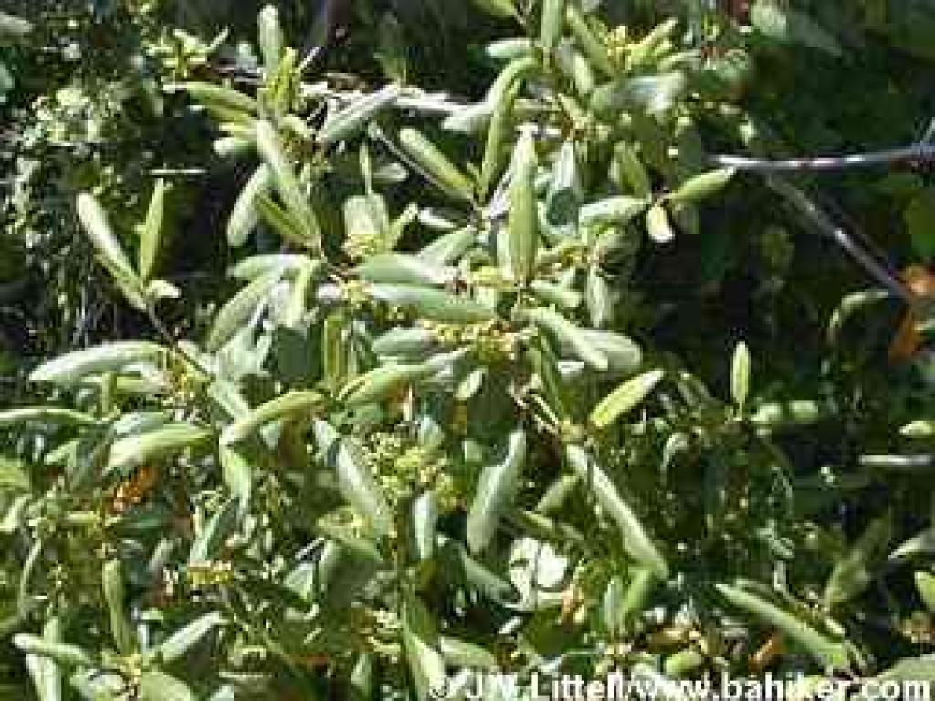 Coffeeberry in spring