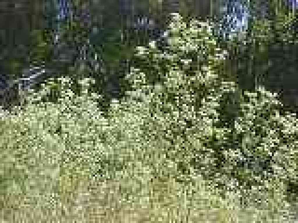 Poison hemlock