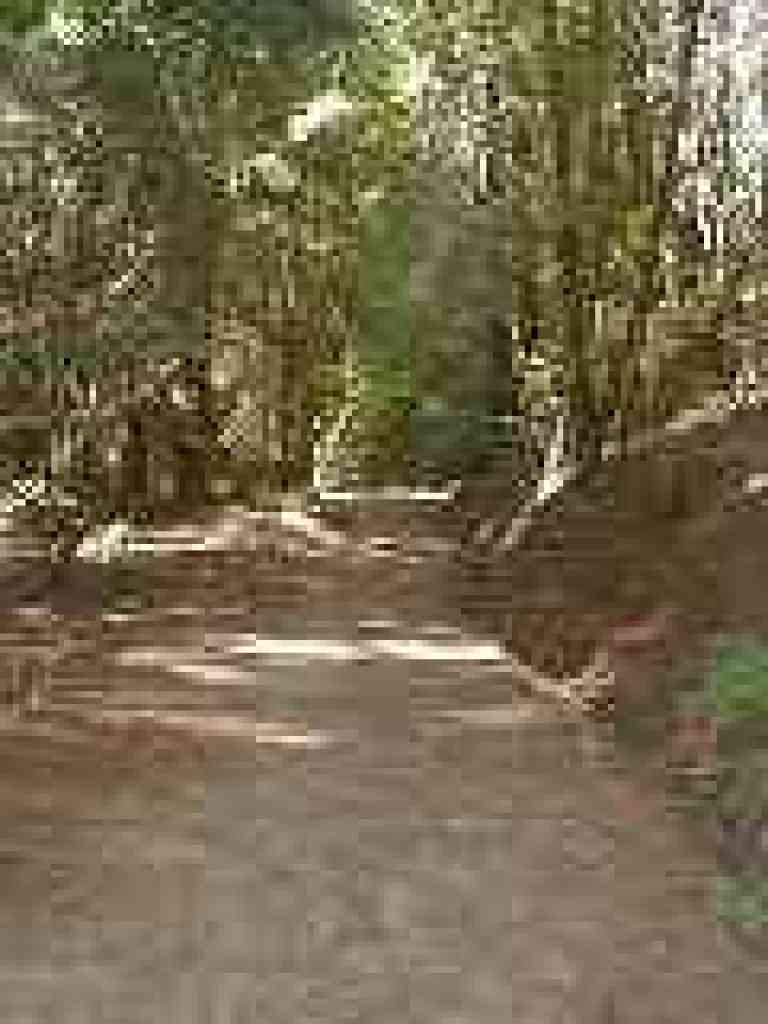 Shade from redwoods