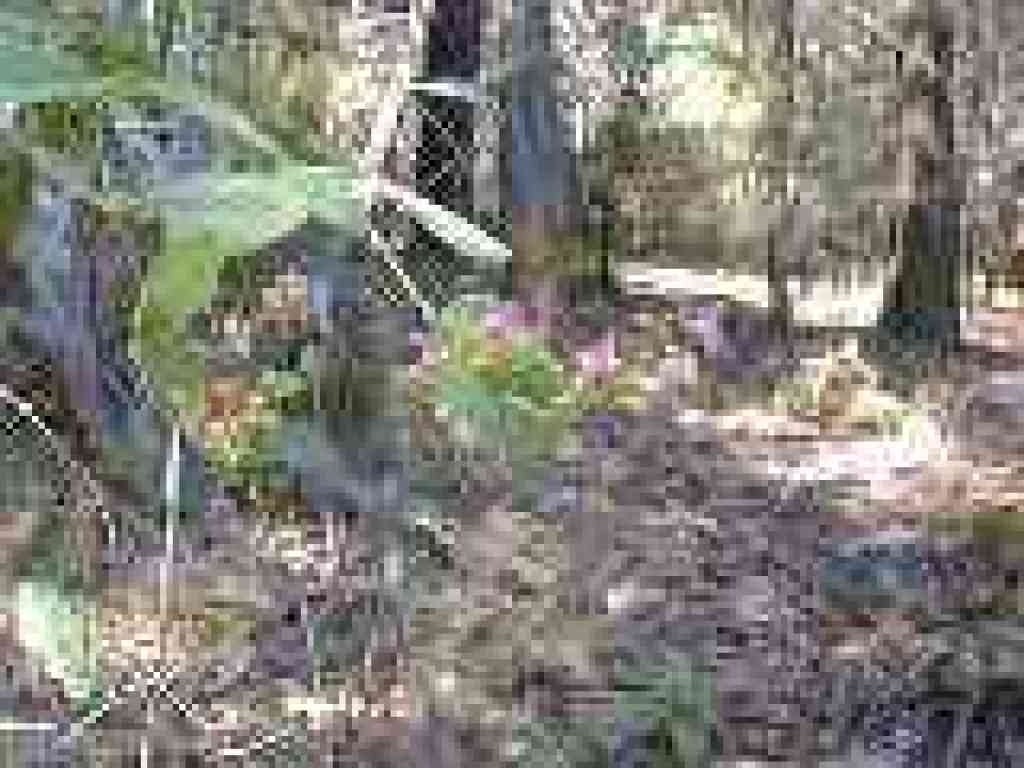 Honeysuckle