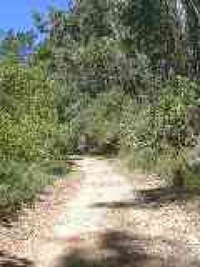 Native and alien plants line the trail