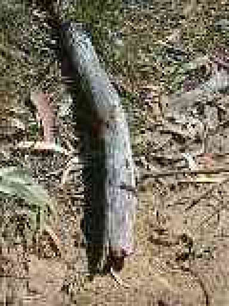 Lizards