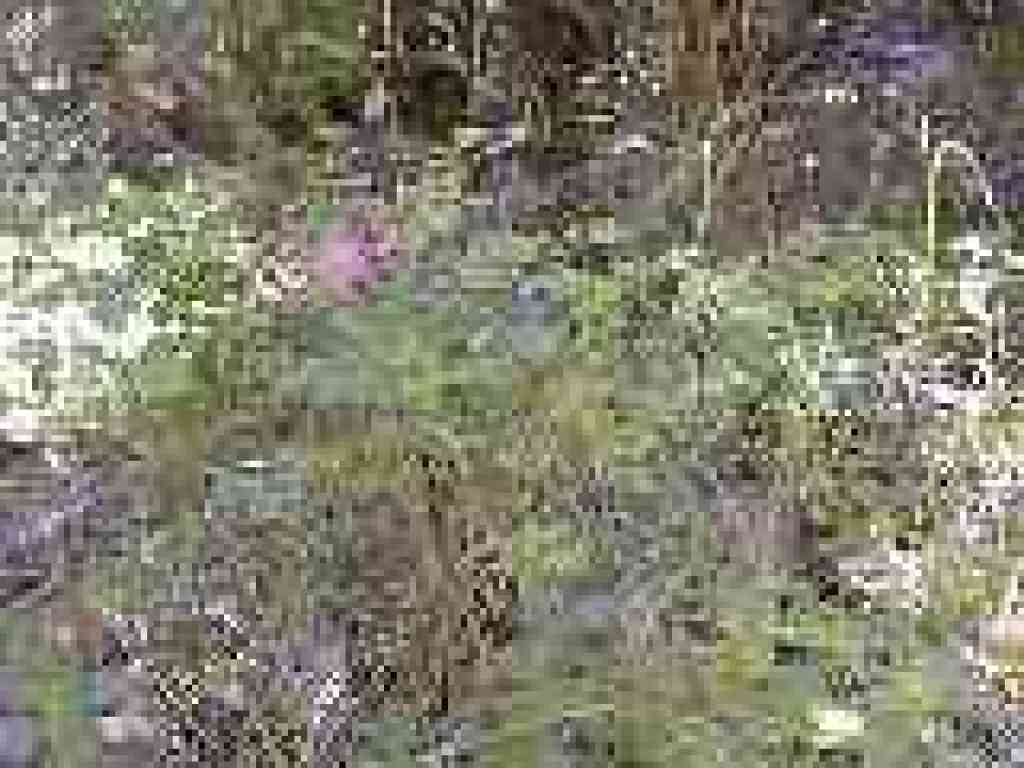 Wild rose