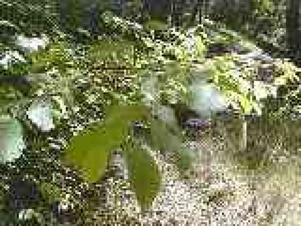 Hazelnut