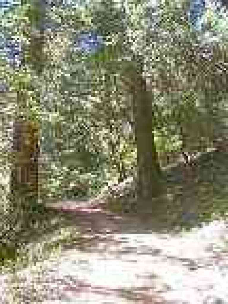 Redwoods