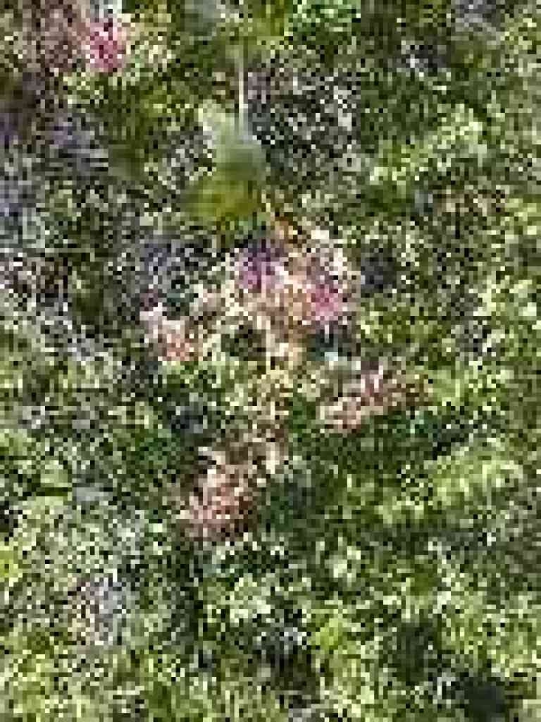 Honeysuckle