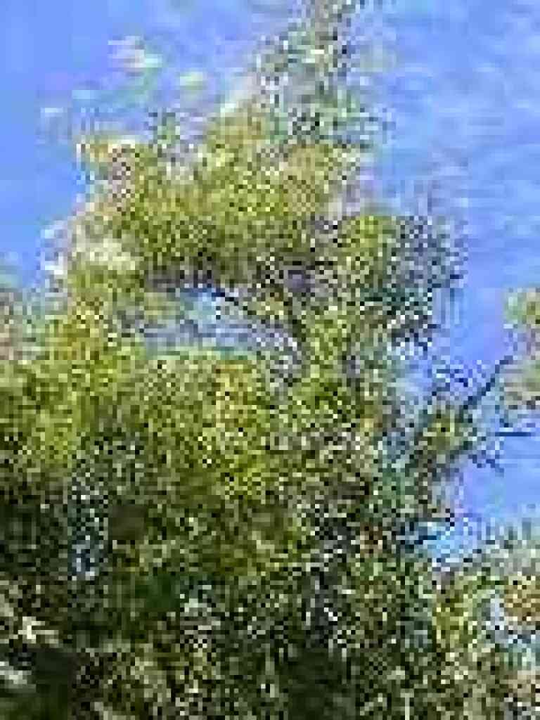 Elderberry