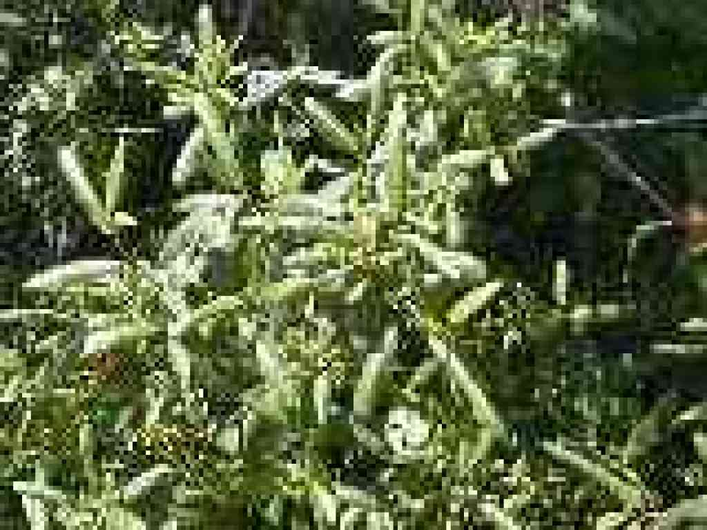 Coffeeberry