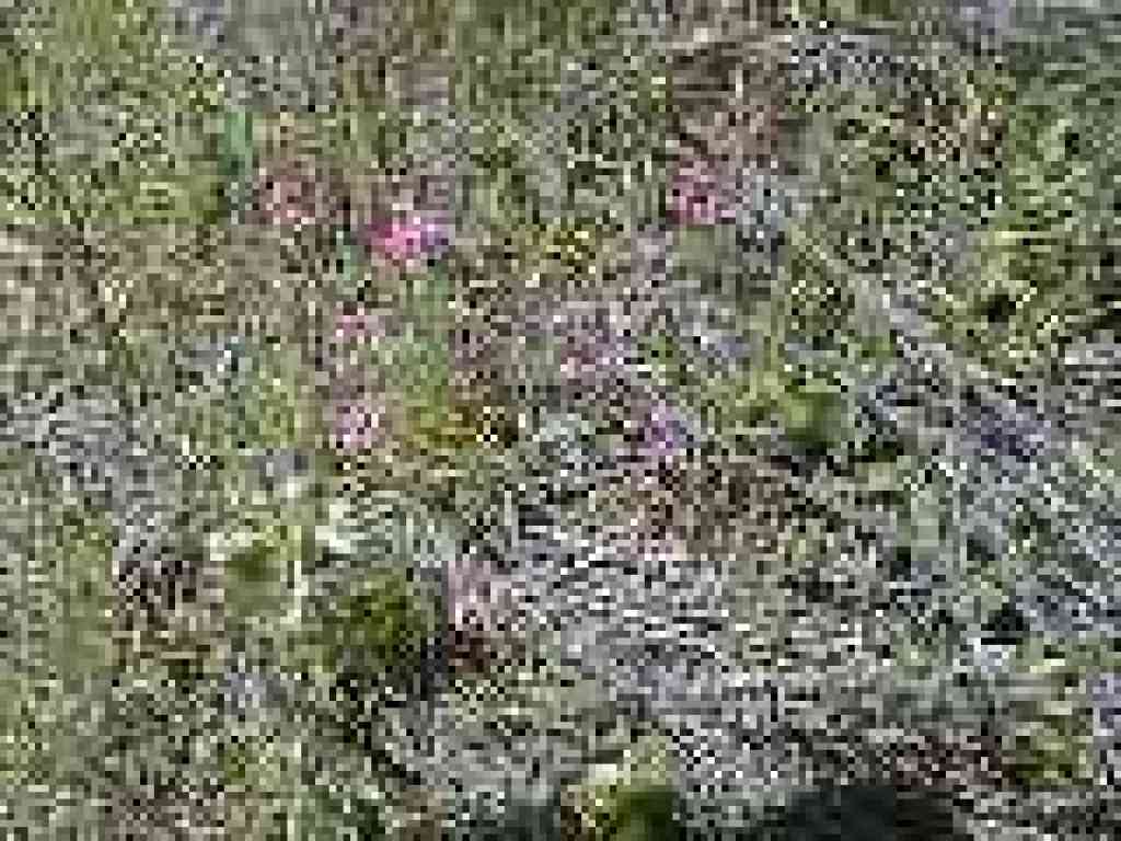 Spring flowers