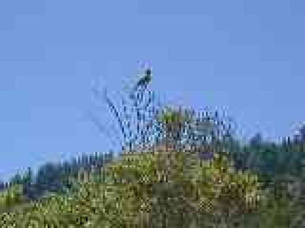 Bird on a bush