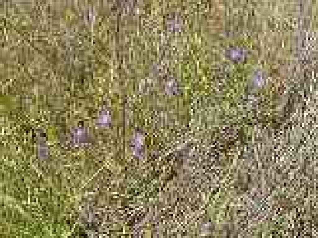Clarkia