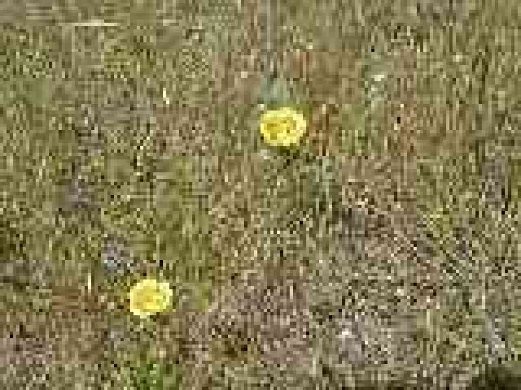 Yellow Mariposa lily