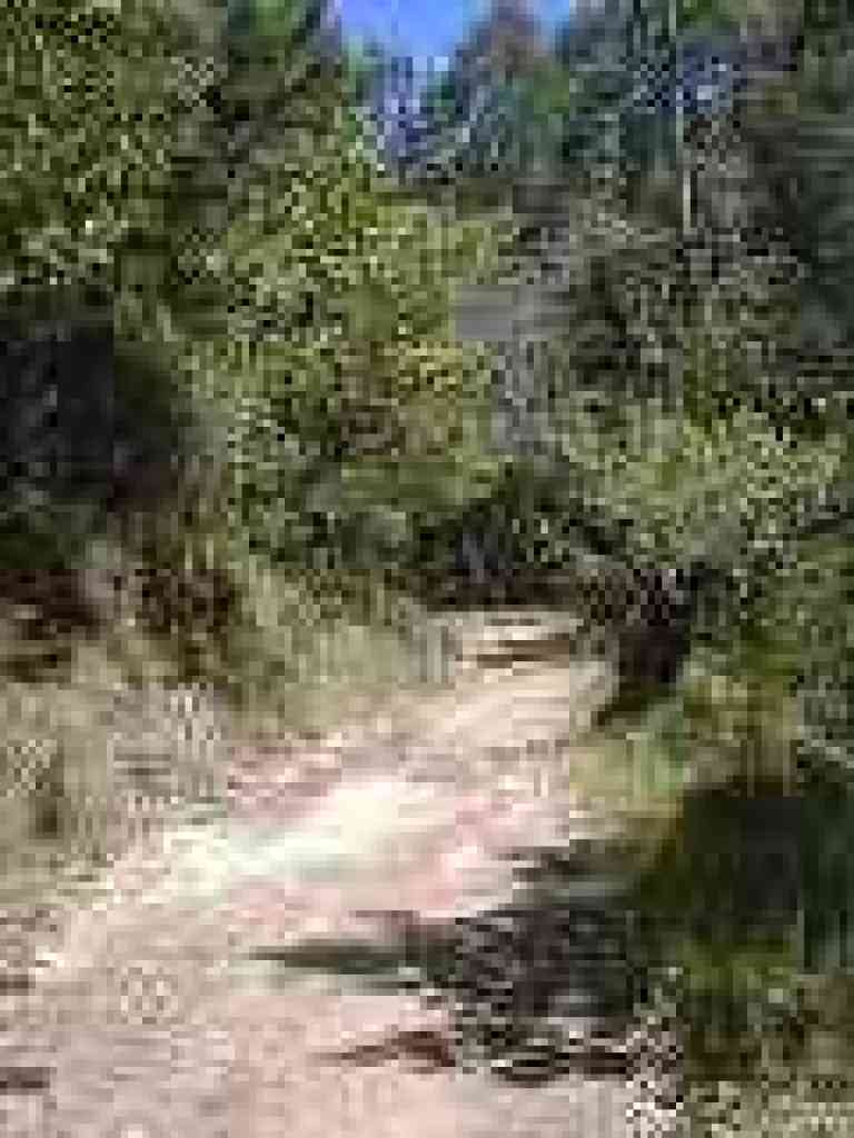 Mixed woodland