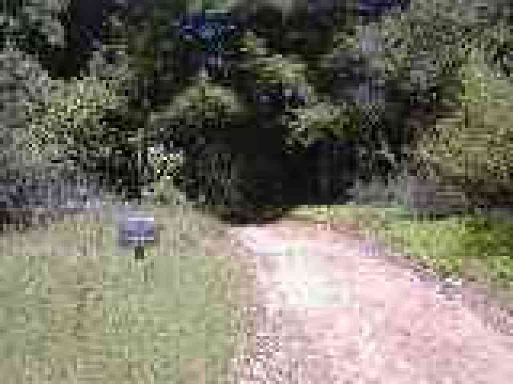 Redwood Trail