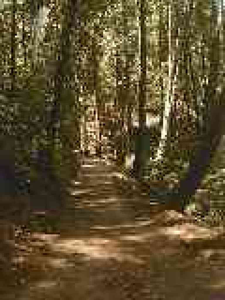 Redwood Trail