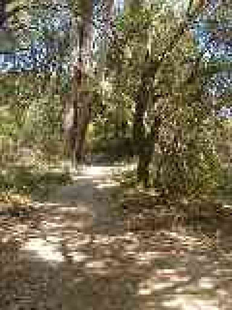Madrones