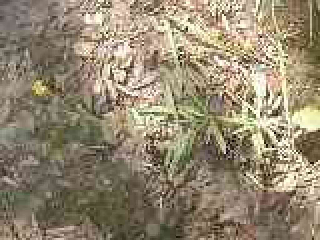 Madia