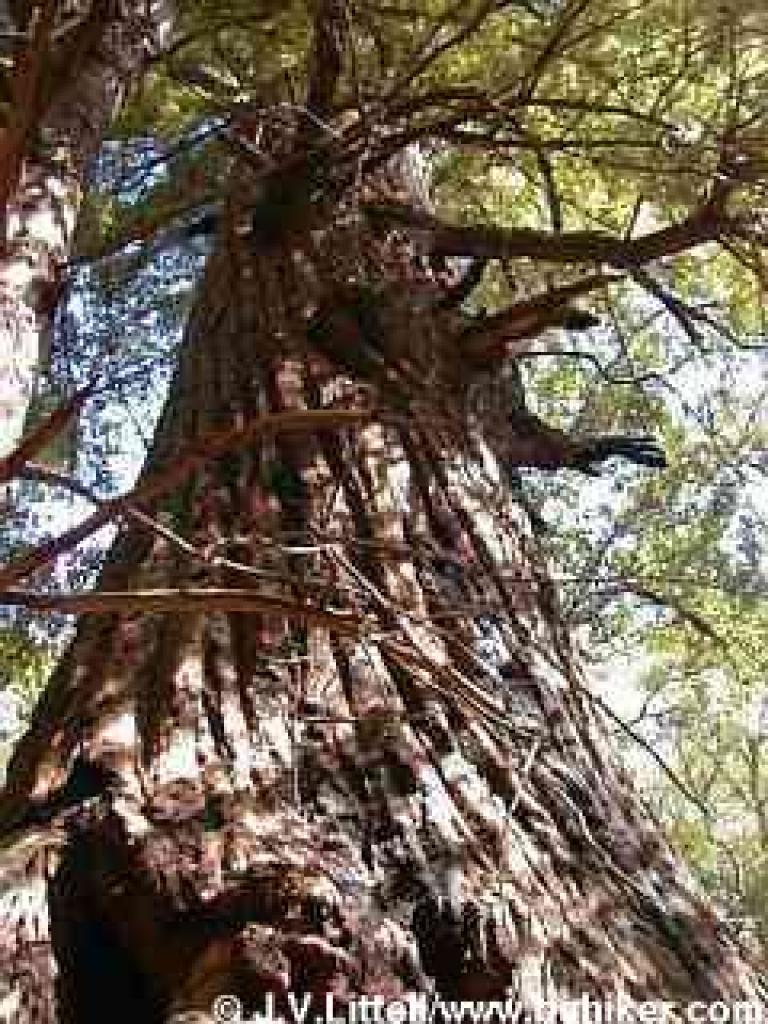 Redwood photo