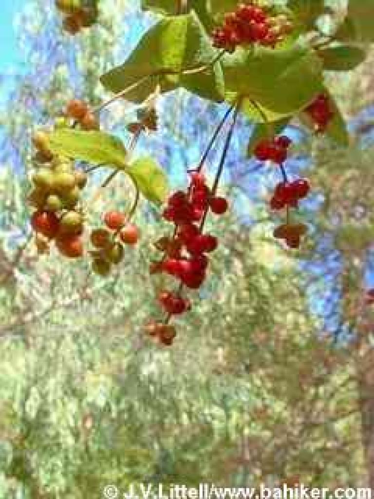 Honeysuckle